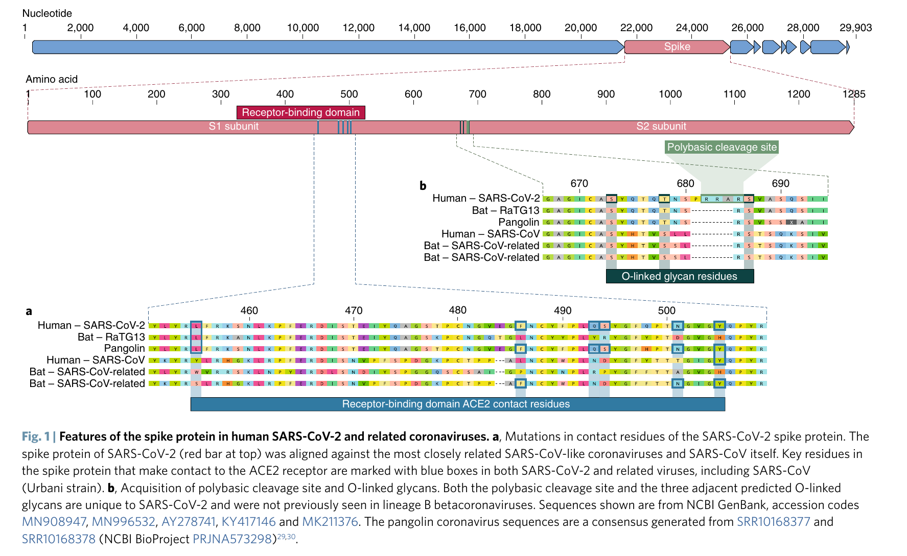 При расшифровке генома мыши было установлено 20. Структура генома коронавируса.